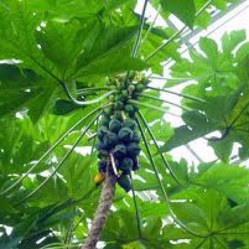 Carica papaya leaves